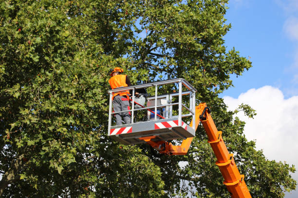 Residential Tree Removal in Machias, WA